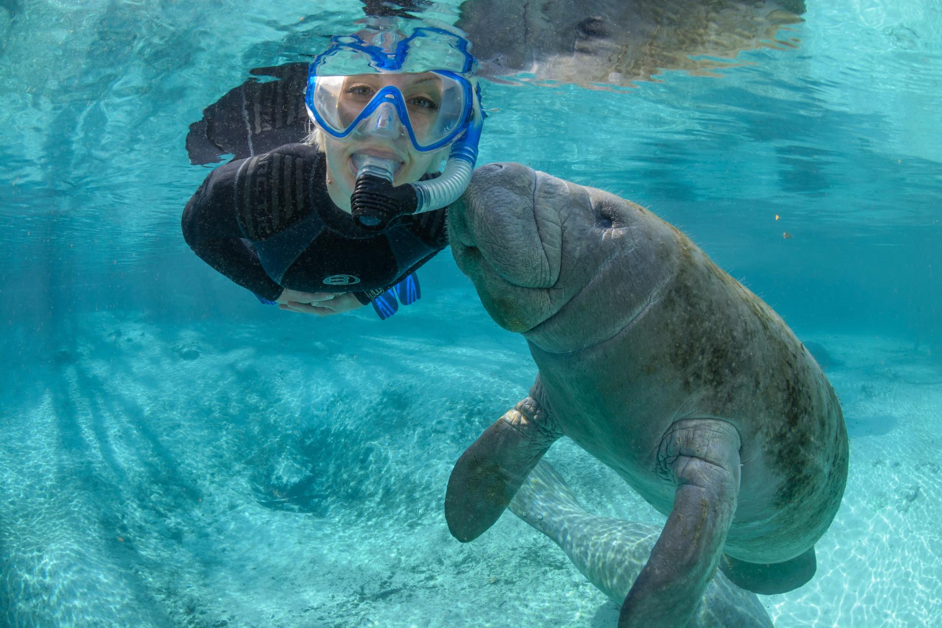 Manatee-and-Swimmer